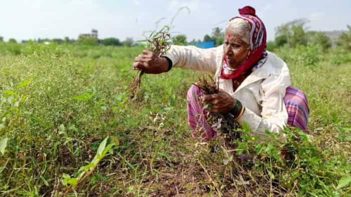 Crops on 1 lakh hectares damaged by unseasonal rains in Maharashtra: Initial assessment 