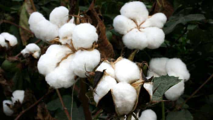  Government working to boost cotton yields, pilot project launched: Official  