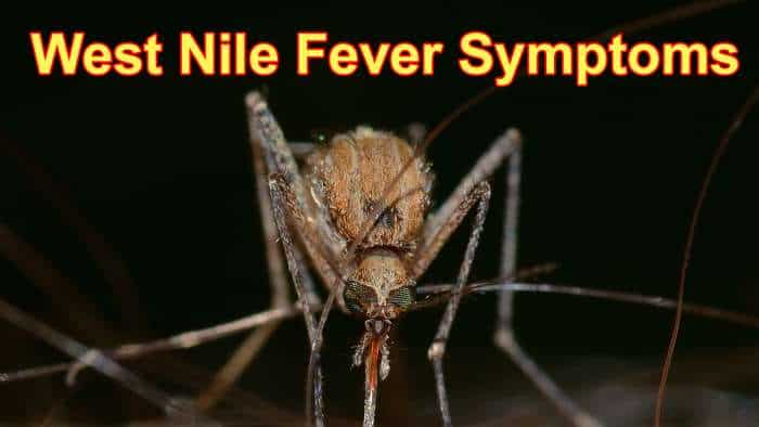 West Nile fever in Kerala: State on alert after cases reported in 3 districts - Check symptoms and other details  