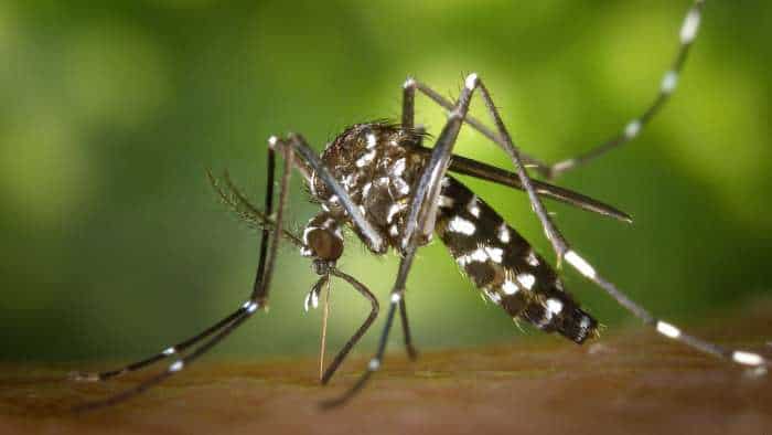 https://www.zeebiz.com/india/news-effective-malaria-control-underway-by-nvbdcp-in-tripura-malaria-dengue-chikungunya-290690