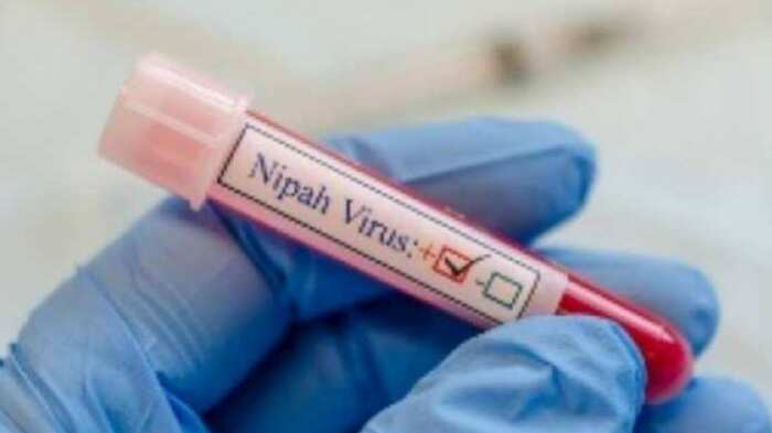 nipah virus outbreak in kerala india symptoms treatment vaccine transmission govt prepares to prevent antibodies in bats Kozhikode Wayanad Idukki