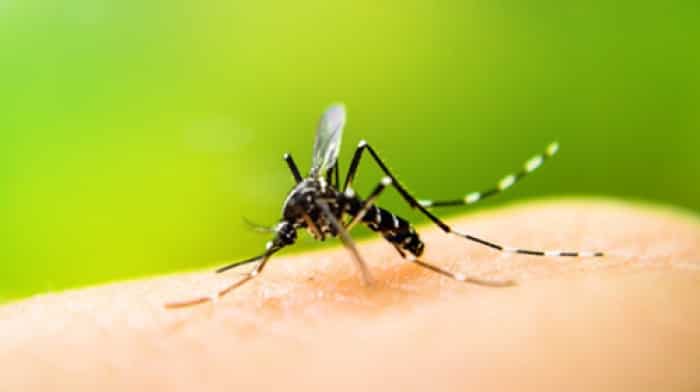  Monsoon brings surge in dengue cases: Doctors advise caution, early detection 