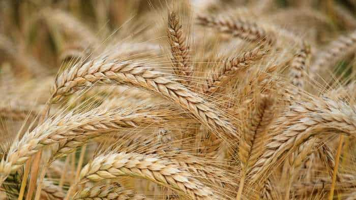 Food Minister reviews wheat procurement plans with 5 states for 2025-26 season