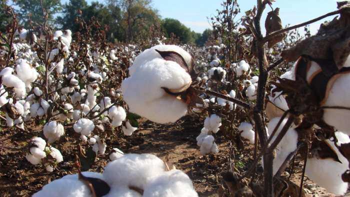 Commodities Live: Will import duty on cotton come to an end?