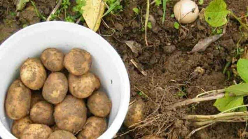 NASA wants to grow potatoes on Mars, tests underway in the Peruvian desert