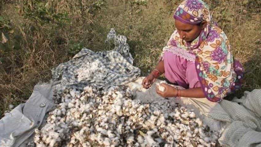 Govt caps royalty fee on new GM cotton traits at 10% 