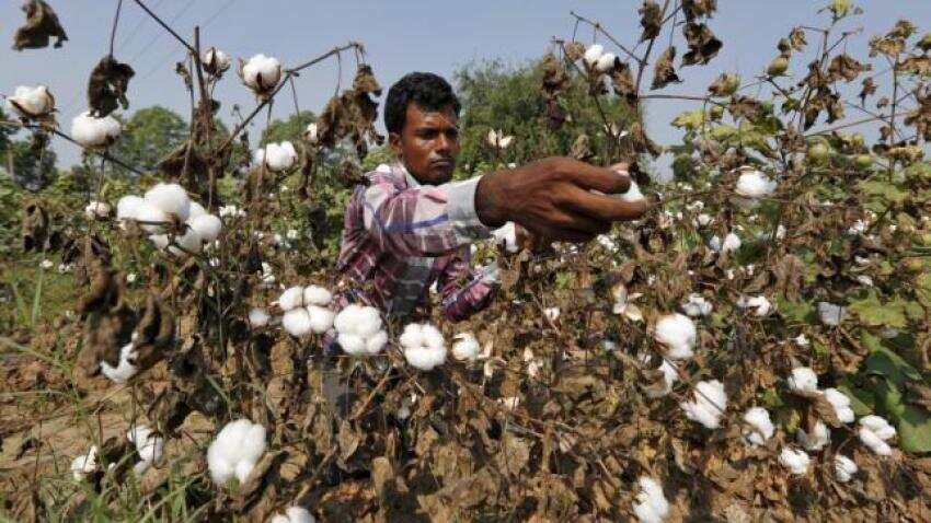 Govt withdraws notification on Bt cotton, to seek public views