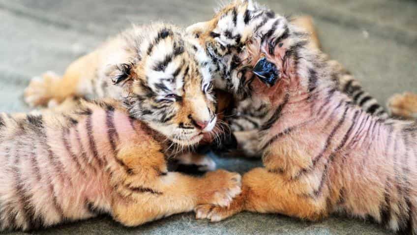 Six year old Aussie donates inheritance to save tigers