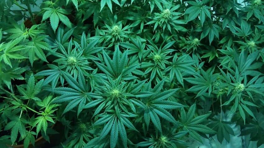 Cannabis start-ups not high enough on VC funding list Cannabis start-ups not high enough on VC funding list