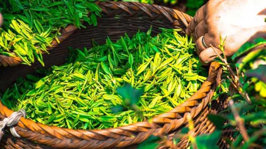 Tata Global Beverages to sell stake in Zhejiang Tata Tea for Rs 33 crore Tata Global Beverages to sell stake in Zhejiang Tata Tea for Rs 33 crore