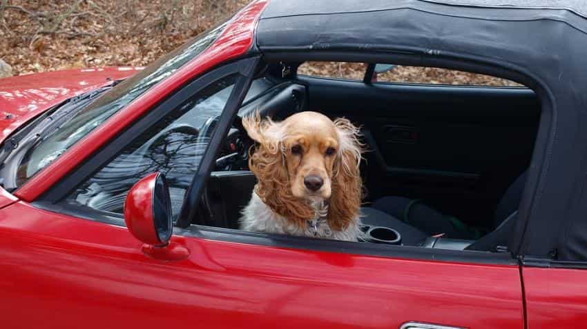 Phone, cabbage, puppies? Uber’s ‘Lost & Found’ directory features exceptional items Phone, cabbage, puppies? Uber’s ‘Lost & Found’ directory features exceptional items