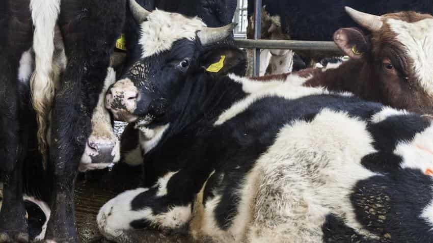 Aadhaar numbers for cows? Govt says UID needed to curb cattle trafficking