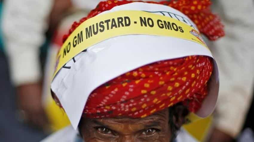 India&#039;s regulator clears use of GM mustard, final approval awaited