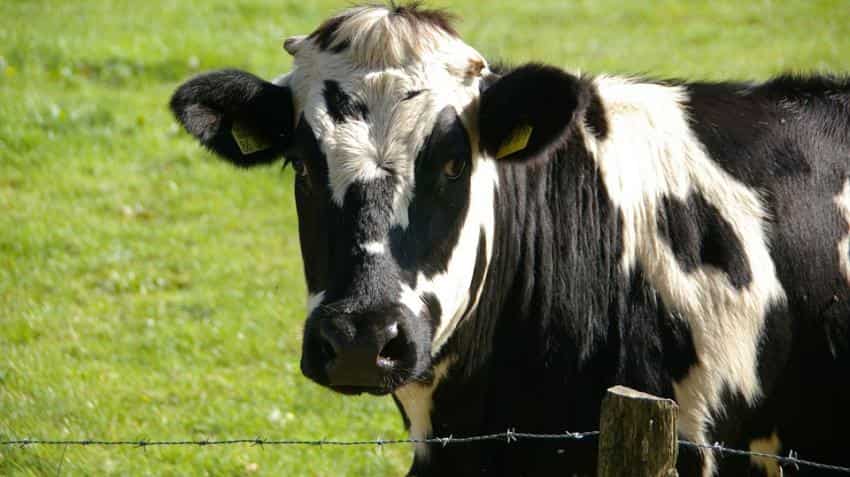 Cow slaughter ban: India may import American hides to meet leather demand Cow slaughter ban: India may import American hides to meet leather demand