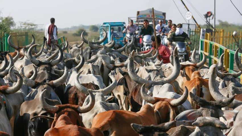 India is world&#039;s third-biggest beef exporter: FAO report