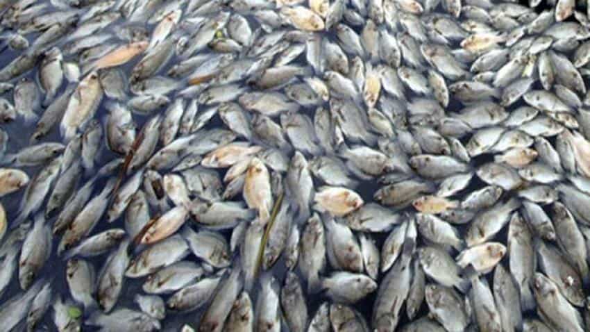 Selling fish digitally? See how &#039;Smartfish&#039; sales are booming in this state