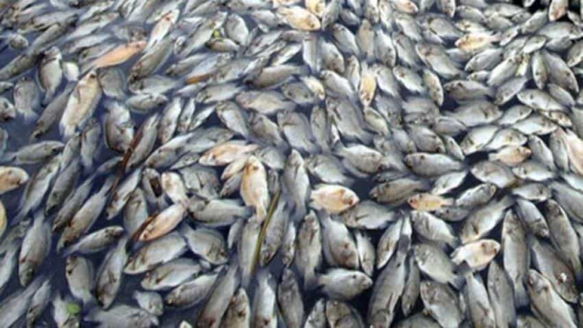 Selling fish digitally? See how 'Smartfish' sales are booming in this state Selling fish digitally? See how 'Smartfish' sales are booming in this state
