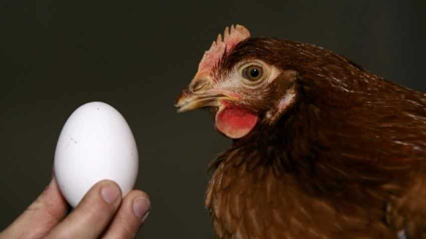 This chicken-and-egg play zoomed 1500% in 3 years; another 100% jump still expected 