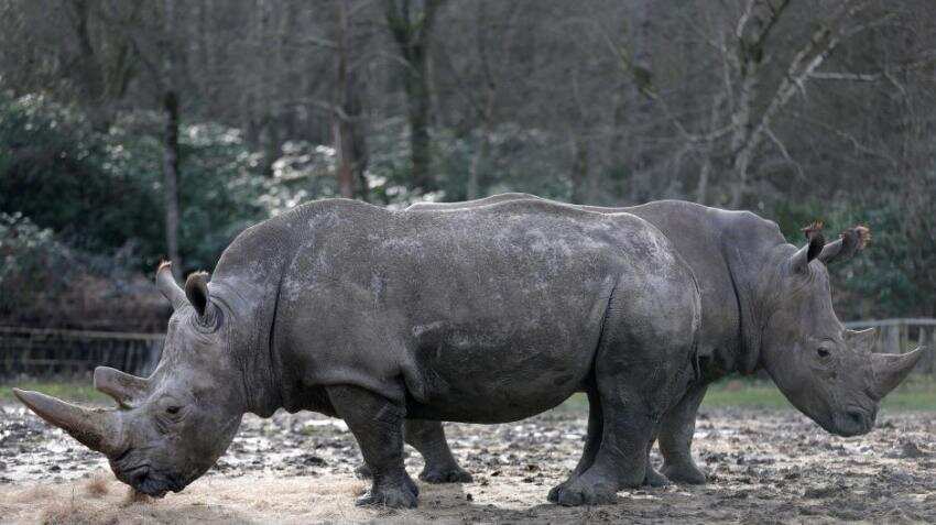 Last male northern white rhino dies