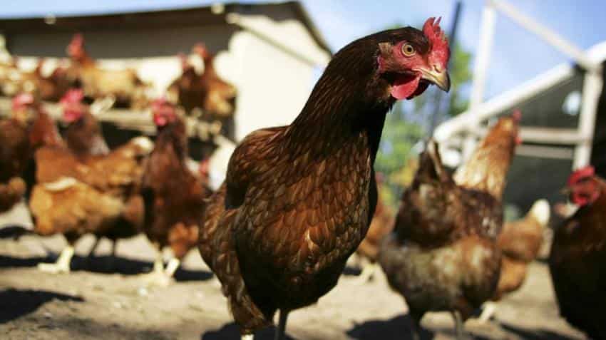&#039;Kadaknath&#039; app launched to market this special chicken breed by Madhya Pradesh government