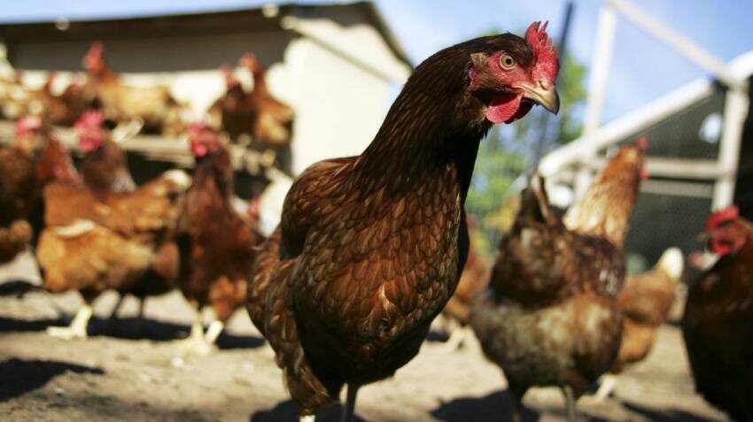 'Kadaknath' app launched to market this special chicken breed by Madhya Pradesh government 'Kadaknath' app launched to market this special chicken breed by Madhya Pradesh government