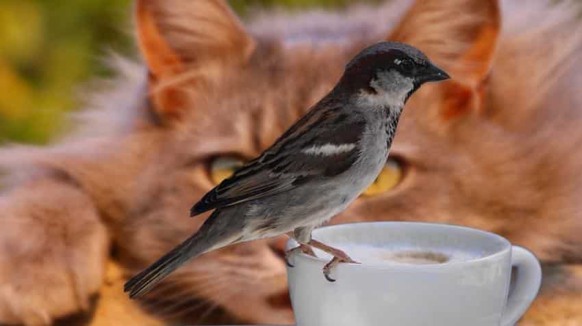 Cat, bird poop coffee, anyone? Cost $3,000 per kg Cat, bird poop coffee, anyone? Cost $3,000 per kg