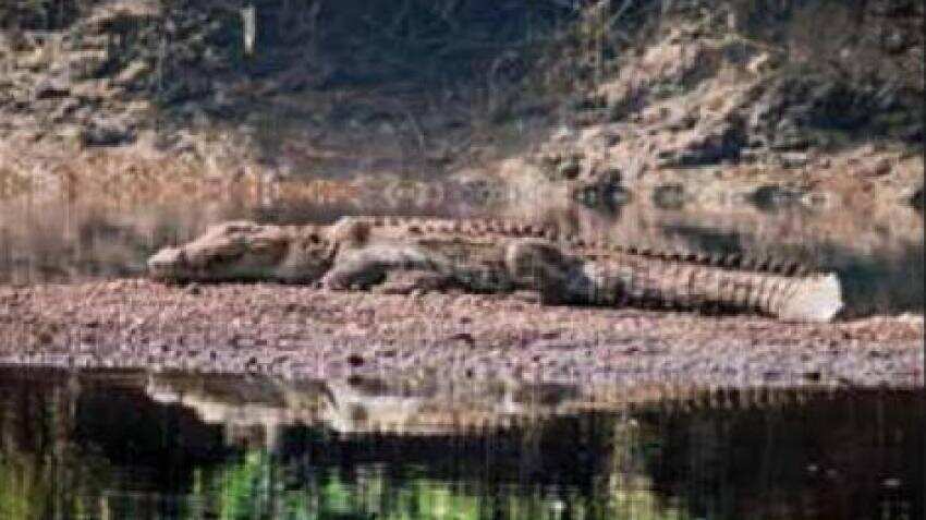 As summer holidays beckon, try crocodile safari in Chiplun, Maharashtra 