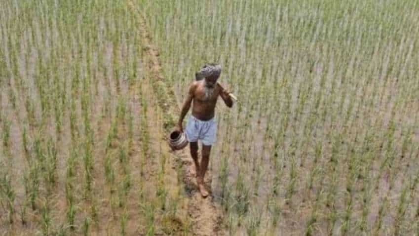 Steep hike in paddy MSP prices! Govt raises rates by Rs 200-1,750 per quintal