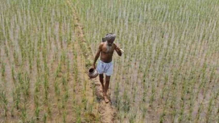 Steep hike in paddy MSP prices! Govt raises rates by Rs 200-1,750 per quintal Steep hike in paddy MSP prices! Govt raises rates by Rs 200-1,750 per quintal
