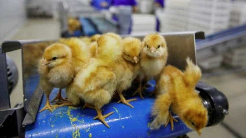 China&#039;s chickens need to lay a billion eggs a day. Here&#039;s how!