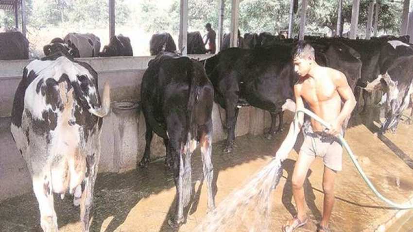 Good news for farmers! Milk to be supplied under Mid-Day Meal, Anganwadi schemes