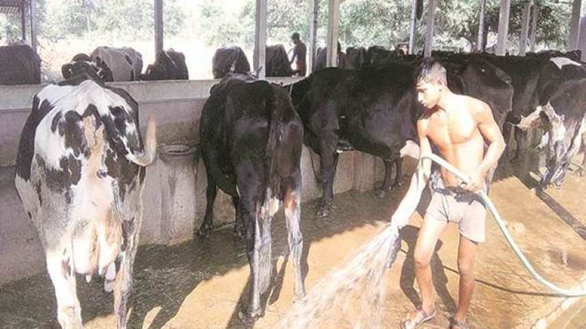 Good news for farmers! Milk to be supplied under Mid-Day Meal, Anganwadi schemes Good news for farmers! Milk to be supplied under Mid-Day Meal, Anganwadi schemes
