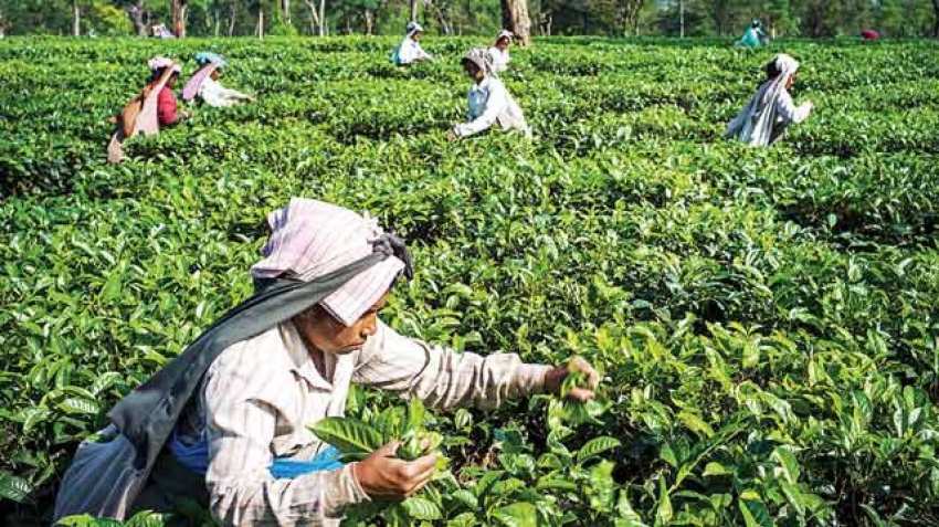 Tea prod for TMC, Morcha Tea prod for TMC, Morcha