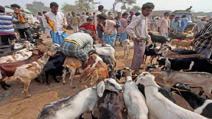 Eid-ul-Zuha 2018: Animal markets bustling in Kashmir Valley ahead of Eid Eid-ul-Zuha 2018: Animal markets bustling in Kashmir Valley ahead of Eid