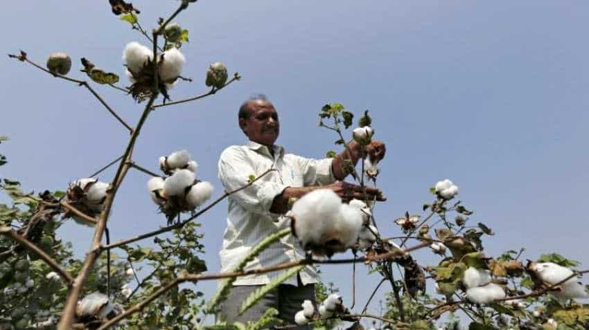 Pest attack, scanty rains to dent India cotton exports: trade body head Pest attack, scanty rains to dent India cotton exports: trade body head