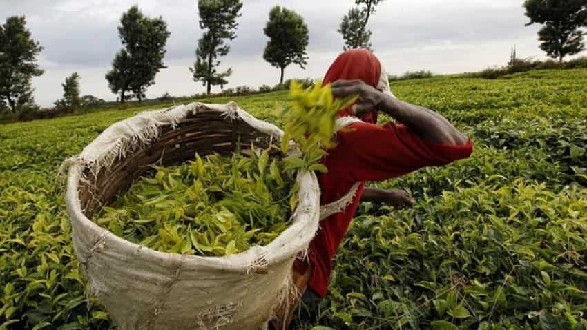 McLeod Russel asset sale: Goodricke Group may bag 2 gardens McLeod Russel asset sale: Goodricke Group may bag 2 gardens