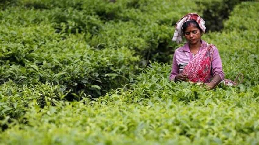 Williamson Magor Group firm McLeod Russel to sell 2 tea estates in Assam to Goodricke Group Williamson Magor Group firm McLeod Russel to sell 2 tea estates in Assam to Goodricke Group