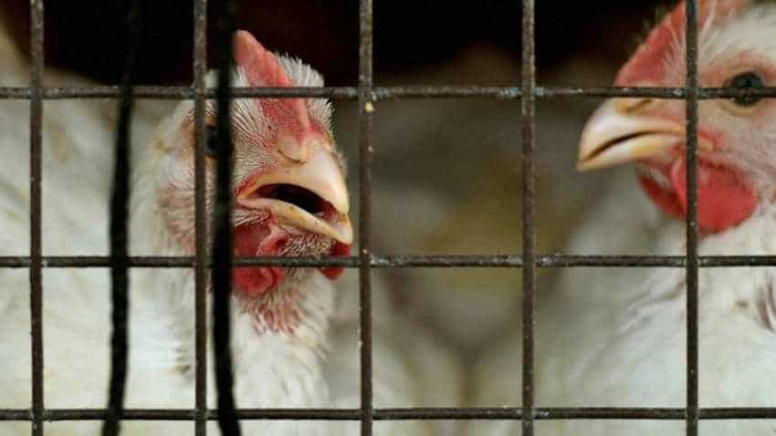 Chicken slaughter banned at Ghazipur murga mandi by Delhi HC | Zee Business