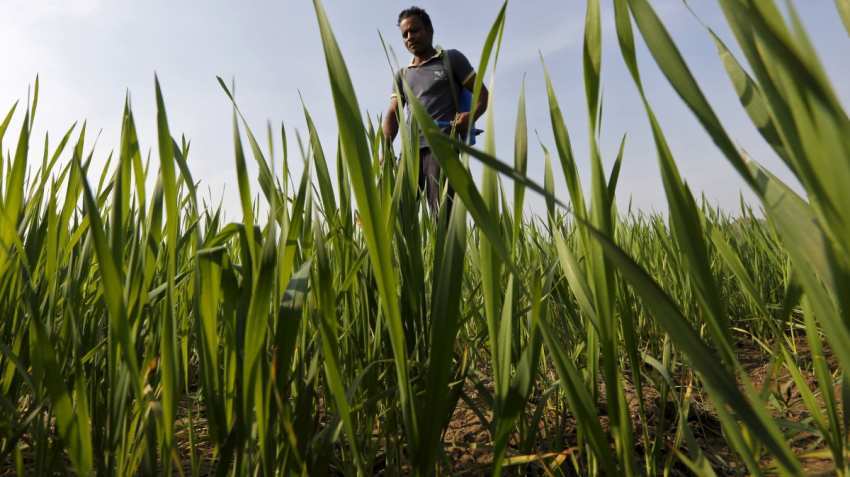 Not high enough? Modi govt hikes minimum support price (MSP) for key rabi crops, but farmers may not be too happy