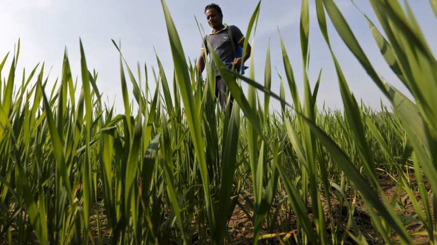 Not high enough? Modi govt hikes minimum support price (MSP) for key rabi crops, but farmers may not be too happy Not high enough? Modi govt hikes minimum support price (MSP) for key rabi crops, but farmers may not be too happy