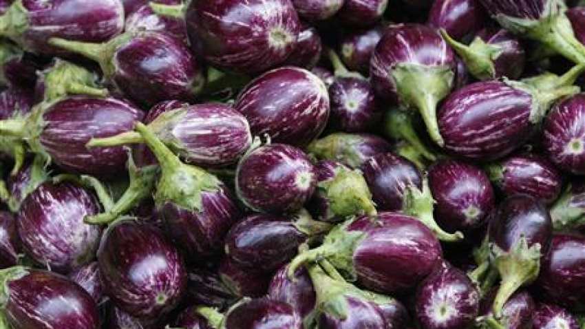 Decision to seek info from Bangladesh on effect of Bt Brinjal commercial release unacceptable: Activists Decision to seek info from Bangladesh on effect of Bt Brinjal commercial release unacceptable: Activists