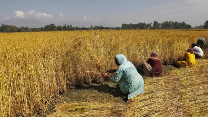 Women in agriculture say barriers to equality persist, removal to take decades: Study Women in agriculture say barriers to equality persist, removal to take decades: Study