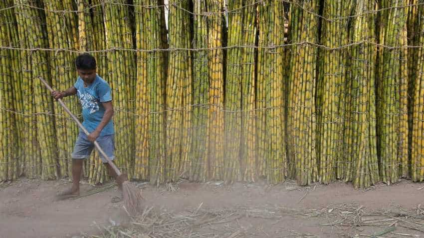 Grub infestation may be the fix to India&#039;&#039;s sugar problem its farmers do not want