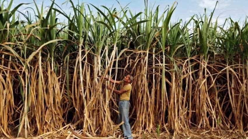 Rural incomes: Farmers shifting to safer paddy, sugarcane from riskier crops Rural incomes: Farmers shifting to safer paddy, sugarcane from riskier crops