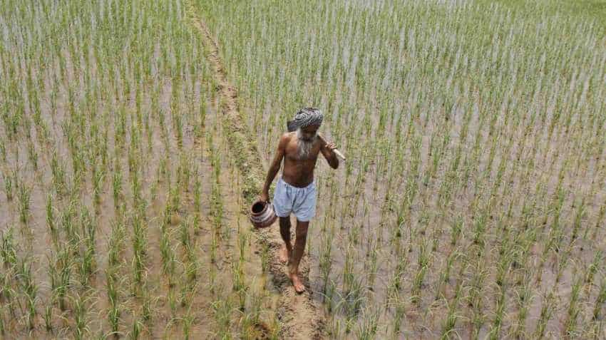 Nearly 35 lakh tonnes paddy procured in Punjab Nearly 35 lakh tonnes paddy procured in Punjab