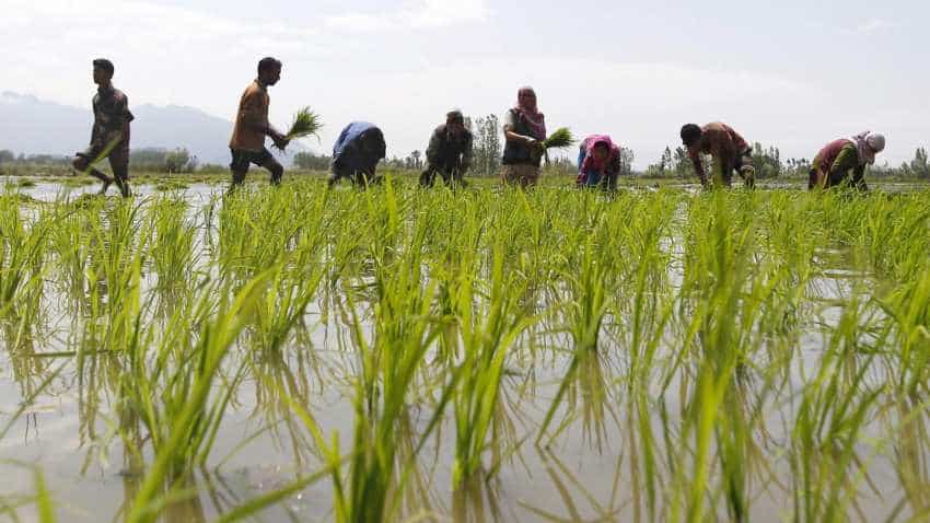 Rabi sowing begins; oilseeds acreage up 70pc so far Rabi sowing begins; oilseeds acreage up 70pc so far