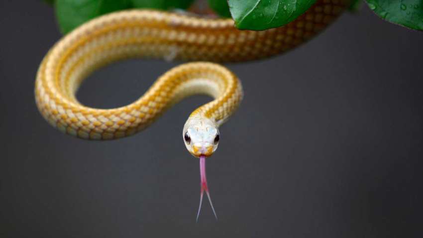 This snake is worth Rs 9 crore!