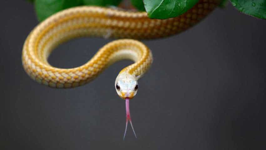 This snake is worth Rs 9 crore! This snake is worth Rs 9 crore!