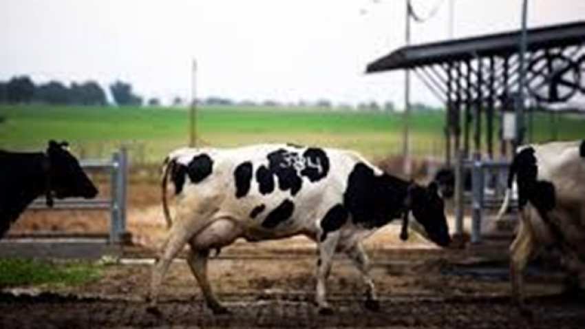 MoooFarm to train 2 lakh farmers in dairy skills MoooFarm to train 2 lakh farmers in dairy skills