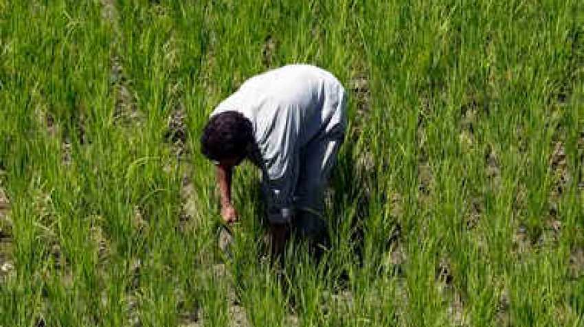 Farm loan waivers benefits only small fraction of farmers? Here is what Niti Aayog Member and agri policy expert Ramesh Chand says